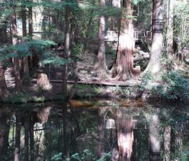 Capilano Suspension Bridge Park Reflective Lake Capilano Suspension Bridge Park Reflective Lake