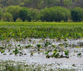 Mamukala Wetlands Kakadu National Park